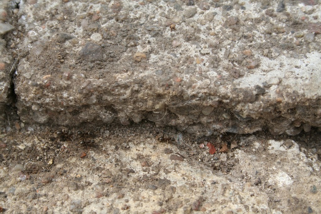 myrer-gemmer-sig-i-asfalt